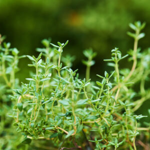 Thyme Nursery - Thyme plants