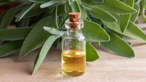 Wholesale of Sage essential oil