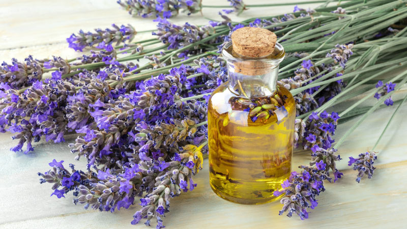 Wholesale of Lavender Essential oil