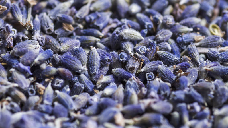 Wholesale of Lavender
