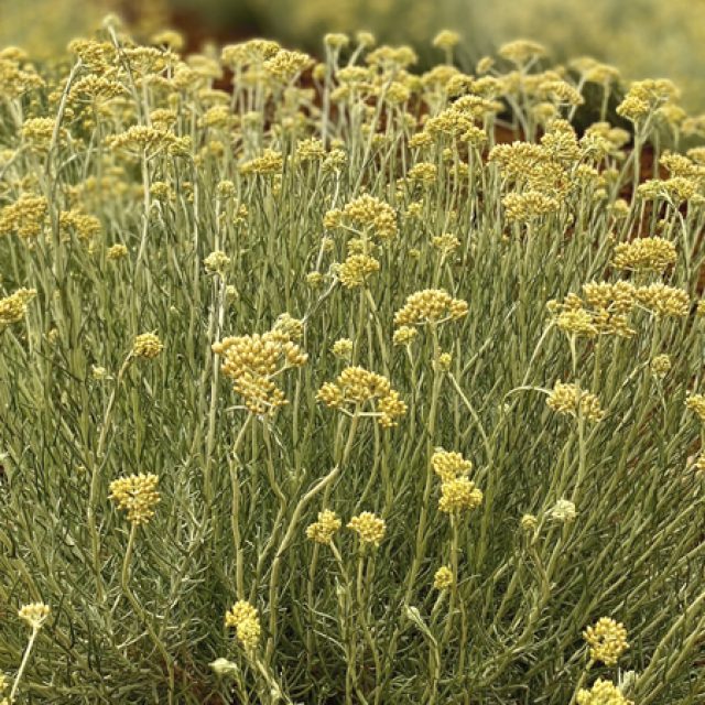 Helichrysum Nursery