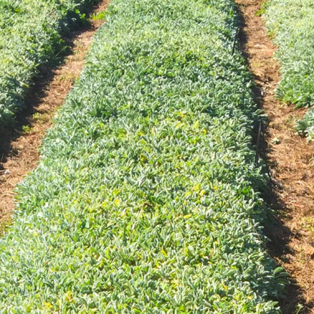 Sage Nursery