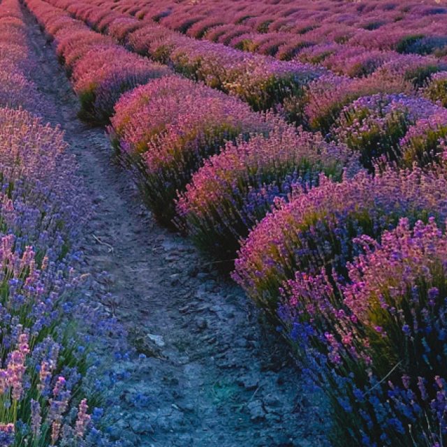 Lavender Nursery