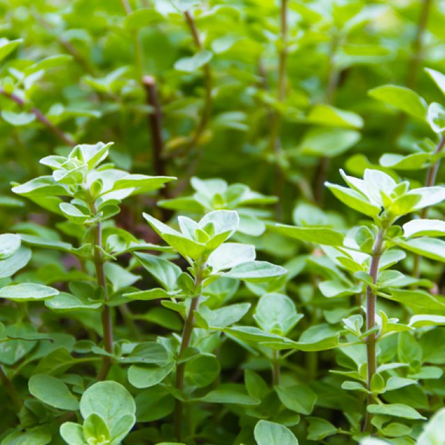 Oregano Nursery