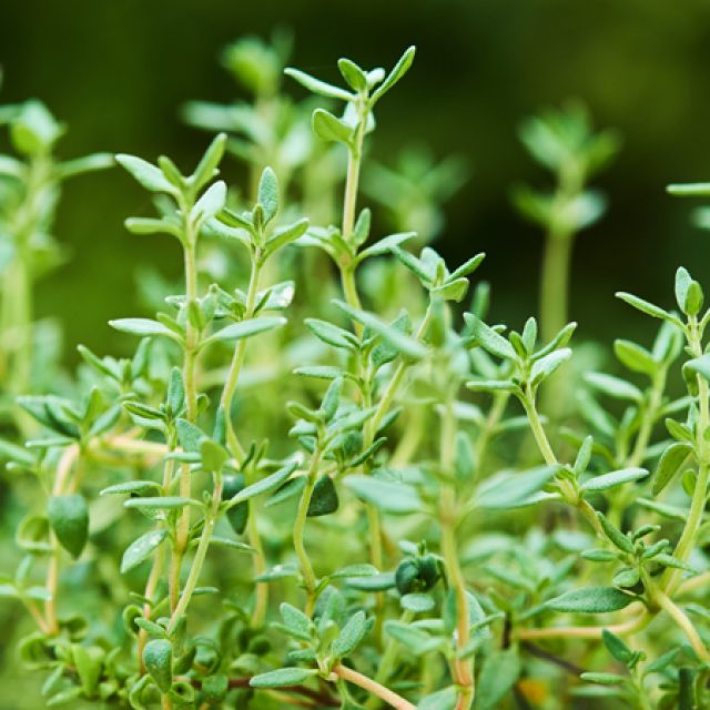 Thyme Nursery