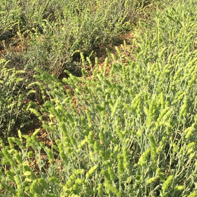Mountain Tea Nursery